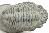 Drotops Trilobite With White Patina - Mrakib, Morocco #235809-1